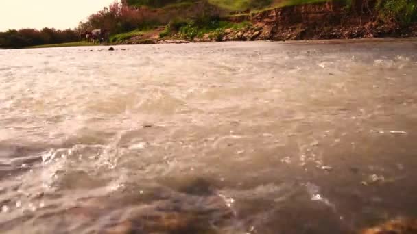 Waves River Mud Flow Green Hills Which Herd Horses Walks — Stock Video