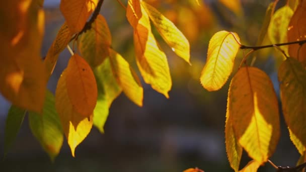 Folhas Amarelas Outono Uma Árvore Jardim Dia Ensolarado Outono Close — Vídeo de Stock