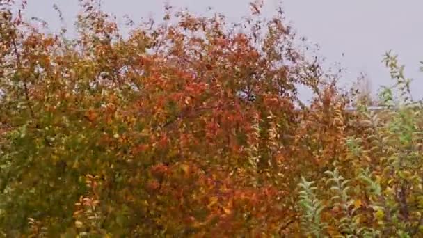 Árboles Otoñales Con Hojas Amarillas Jardín Nublado Día Otoño — Vídeos de Stock