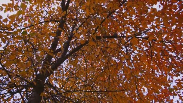 Φθινοπωρινά Δέντρα Κίτρινα Φύλλα Στον Κήπο Συννεφιασμένη Φθινοπωρινή Μέρα — Αρχείο Βίντεο