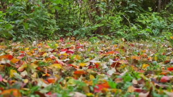 黄色和红色的秋天的叶子落在花园里的地上 多云的秋日 — 图库视频影像