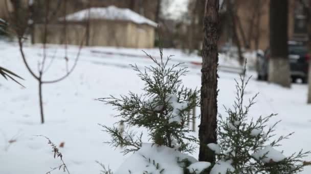 Borovicová Větev Ledem Sněhem Pozadí Závějí Zima Detailní Záběr — Stock video