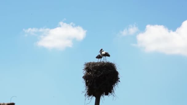 Гнездо Аистов Птицами Фоне Голубого Летнего Неба Безоблачный День — стоковое видео