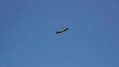 Mavi bir yaz gökyüzünün arka planında bir leyleğin uçuşu. Ağır çekim. Her yerde yeşil ağaçlar var..