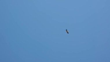 Mavi bir yaz gökyüzünün arka planında bir leyleğin uçuşu. Ağır çekim. Her yerde yeşil ağaçlar var..