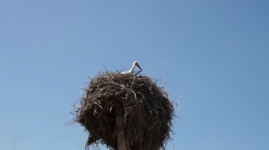 Mavi bir yaz gökyüzünün arka planında kuşların olduğu bir leylek yuvası. Bulutsuz bir gün