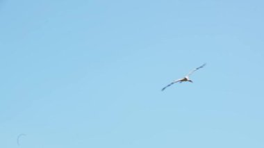 Bir leylek mavi yaz gökyüzüne karşı yuvasına iner. Bulutsuz bir gün.