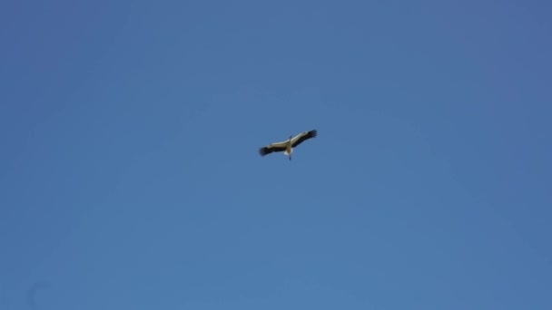 青い夏の空の背景にストークの飛行 スローモーション あちこちに緑の木がある — ストック動画
