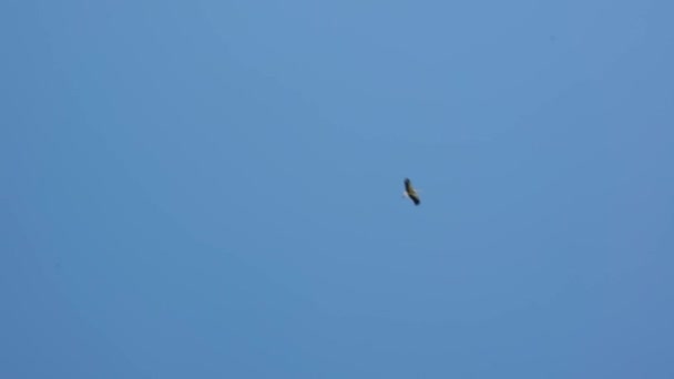 Flight Stork Background Blue Summer Sky Slow Motion Green Trees — Stock Video
