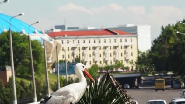 Burung Bangau Berjalan Rumput Hijau Halaman Sepanjang Jalan Sunny Hari — Stok Video