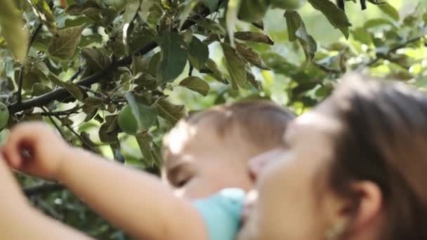 Little Boy His Mothers Arms Trying Pick Green Apples Tree — Stock Video