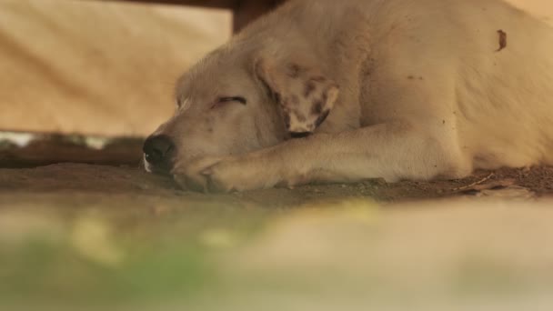 Large Dog Beige Hair Spotted Ears Rests Ground Wooden Table — Stock Video