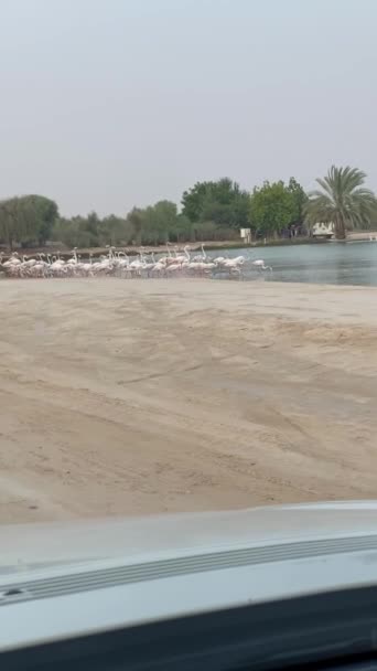 Tiro Vertical Rebanho Flamingos Lago Dia Nublado Vídeo Carro Que — Vídeo de Stock