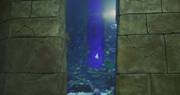 Havsfisk Ett Akvarium Omgivet Undervattensstad Långsamma Rörelser — Stockvideo