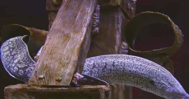 Nagy Óceáni Halak Városi Akváriumban Lassú Mozgás Közelkép — Stock videók