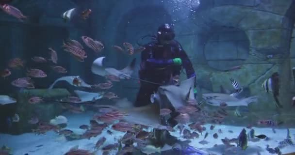 アクアリウムで海洋魚を食べるスキューバダイバー スローモーション — ストック動画