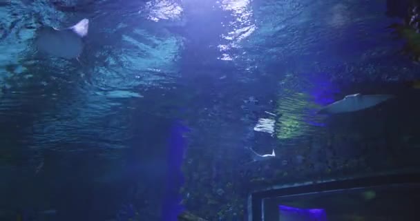 Vlucht Het Water Van Het Oceanarium Van Oceaanpijlstaartroggen Langzame Beweging — Stockvideo
