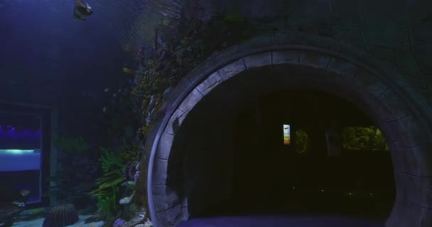 Onderwatertunnel Het Stadsaquarium Omringd Door Verschillende Vissen Langzame Beweging — Stockvideo