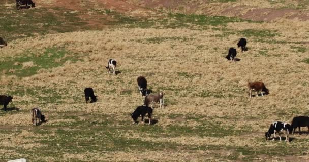 Panorama Van Herfstbergen Met Grazende Kudde Koeien Langzame Beweging — Stockvideo