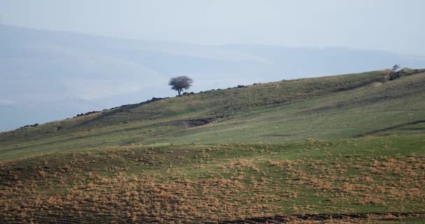 Hügel Den Ausläufern Mit Gras Bedeckt Mit Einem Einsamen Baum — Stockvideo