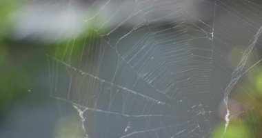 Ormandaki yeşil yaprakların arasındaki örümcek ağları rüzgarda sallanıyor. Yavaş Hareket, Kapat.