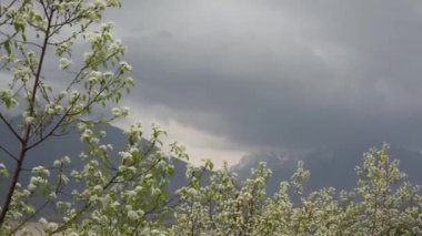 Dağların arkasındaki bahçede çiçek açan elma ve kiraz ağaçları. Bahar Bulutlu Günü