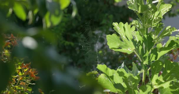 森林绿叶间的蜘蛛网在风中摇曳 慢动作 — 图库视频影像