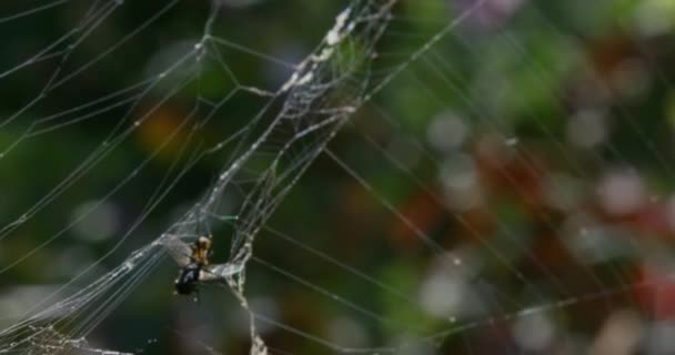 森の中の木々の間の網に巻き込まれたハエ マクロ スローモーション — ストック動画