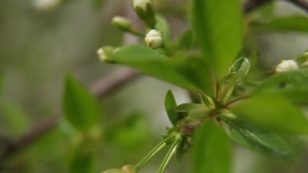 Flores Rama Manzano Jardín Día Soleado Primer Plano — Vídeo de stock