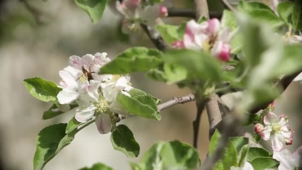 Kvetoucí Třešeň Poletujícími Včelami Zavřít — Stock video