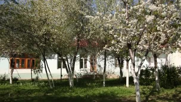 Bahçede Çiçek Açan Elma Kiraz Ağaçları Güneşli Bahar Günü — Stok video