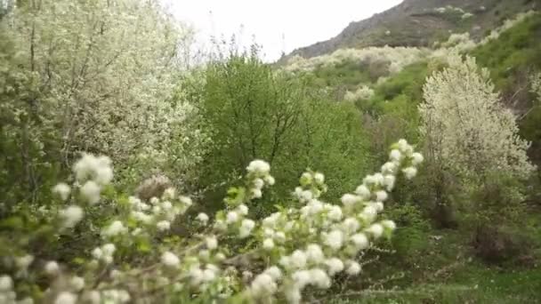 Ανθισμένες Μηλιές Και Κερασιές Στον Κήπο Στο Φόντο Των Βουνών — Αρχείο Βίντεο