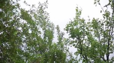 Bahçede çiçek açan elma ve kiraz ağaçlarının dalları mavi gökyüzünün arka planına karşı. Bulutlu bahar günü