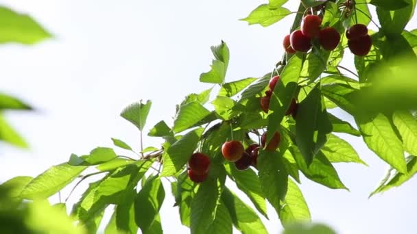 Wiśniowe Owoce Gałęzi Zielonymi Liśćmi Tle Nieba Zamknij Się — Wideo stockowe