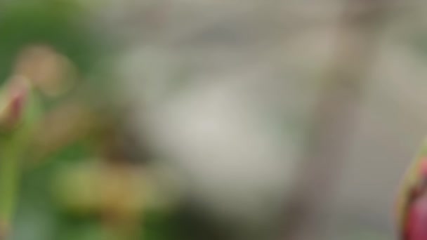 Червона Троянда Бутон Кущі Зеленому Весняному Саду Крупним Планом Сонячний — стокове відео
