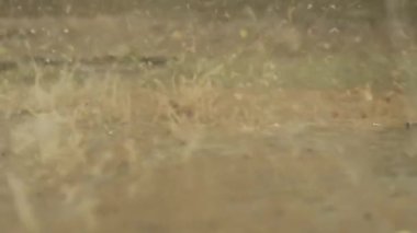 Yağmur çamur ve yerdeki su birikintilerine dökülür. Bulutlu bahar günü.