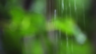 Yağmur suyu bahçedeki yeşil yaprakların üzerinden akar. Yakın plan..