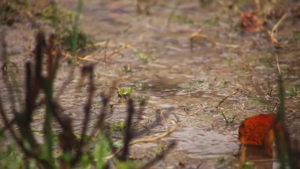 Hujan Menuangkan Tanah Bunga Dan Semak Semak Taman Musim Semi — Stok Video
