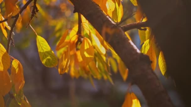 Jesienno Żółte Liście Drzewie Ogrodzie Słoneczny Jesienny Dzień Zbliżenie — Wideo stockowe