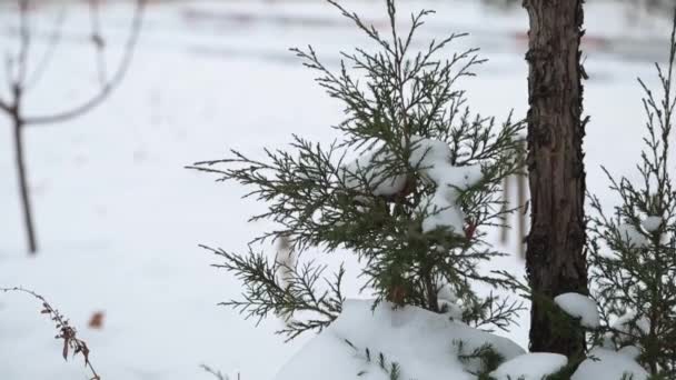 Kiefernzweig Mit Eis Und Schnee Auf Dem Hintergrund Von Schneeverwehungen — Stockvideo