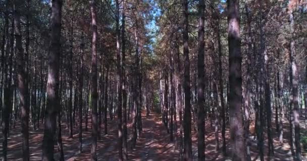 Dron Vuela Entre Árboles Bosque Pinos Día Nublado Verano — Vídeo de stock