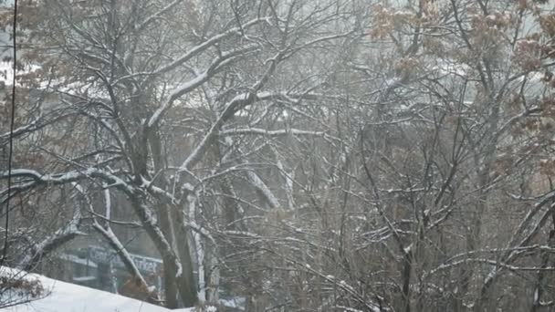 Vor Dem Hintergrund Einer Schneebedeckten Stadt Sitzt Eine Taube Fenster — Stockvideo