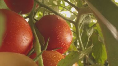 Domatesli yataklar serada yavaş çekimde büyüyor.