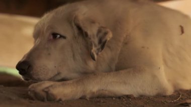 Bej saçlı ve benekli kulaklı büyük bir köpek ahşap bir masanın altında yerde yatıyor. Yavaş Hareket, Kapat