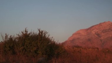 Batan güneşin altında sonbahar çimleri. Yavaş Hareket