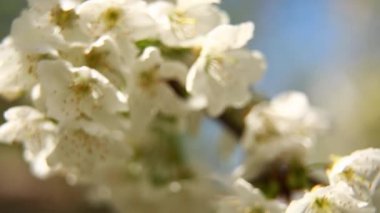 Güneşli bir günde, bahçede bir elma ağacının dalında çiçekler. Kapat..