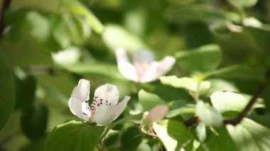 Güneşli bir günde, bahçede bir elma ağacının dalında çiçekler. Kapat..
