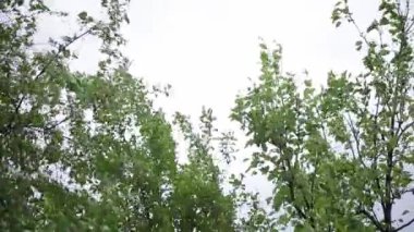 Bahçede çiçek açan elma ve kiraz ağaçlarının dalları mavi gökyüzünün arka planına karşı. Bulutlu bahar günü
