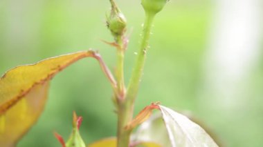 Yeşil bir bahar bahçesinde gül çalısı sapındaki dikenler. Yakın plan..