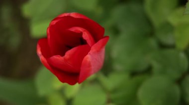 Bahar bahçesinde kırmızı lale çiçeği. Yakın plan..